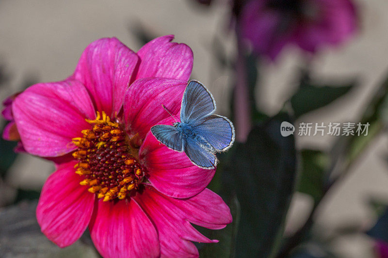 普通蓝蝴蝶或欧洲蓝蝴蝶，(Polyommatus icarus)，蓝凤蝶或蓝凤蝶，百日莲。